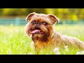 best of brussels griffon dog storm