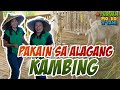 Turuan Mo 'Ko Nyan (Damo at Legumes para sa Kambing)