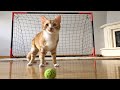 Goalkeeper Cat Training for 2022 FIFA WORLD CUP !! Epic Saves in Slow Motion!!