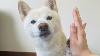 【犬芸19連発☆】特技披露する柴犬ちゃちゃまる