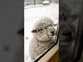 it s cold outside and the little sheep wants to go inside to keep warm... what a little lamb shou