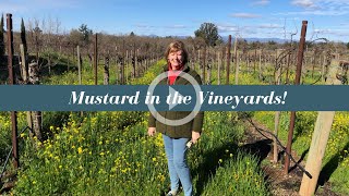 Hello Spring: Mustard in the Vineyards