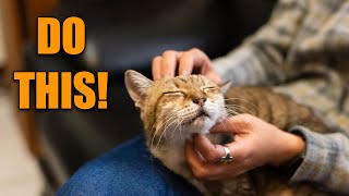 10 Easy Ways to Make Your Cat Happier (BOOST Your Cat's HAPPINESS)