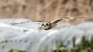 コミミズクの飛翔 #2 (Short-eared Owl)