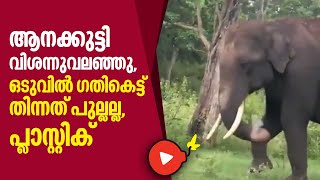 ആനക്കുട്ടി വിശന്നുവലഞ്ഞു, ഒടുവില്‍ ഗതികെട്ട് തിന്നത് പുല്ലല്ല, പ്ലാസ്റ്റിക് | Elephant