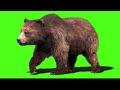 #bear Green screen background Bear || green screen video || bear green screen || green screen bears