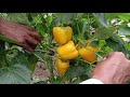 পলি হাউসে রঙিন ক্যাপসিকাম চাষ bell pepper farming in polly house