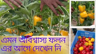 পলি হাউসে রঙিন ক্যাপসিকাম চাষ, bell pepper farming in Polly house