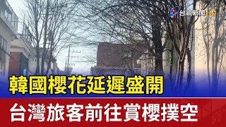 韓國櫻花延遲盛開 台灣旅客前往賞櫻撲空