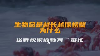 生物总是越长越像螃蟹，为什么？这种现象被称为“蟹化”