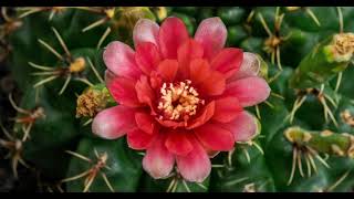 Timelapse of Red Flower Blooming Gymnocalycium Cactus Opening