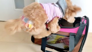 🐶モコも絶対一緒に行くもんっ！必死に行きたいアピールをする子犬【マルプー】