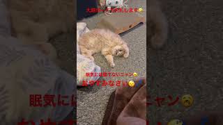 大胆ポーズで失礼します🤣眠気には勝てないニャン🥱おやすみなさい💤😴💤 #ねこ動画 #cat #マンチカン #ねこ #マンチカン長毛 #猫好きさんと繋がりたい #猫のいる暮らし #ねこの動画