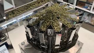 CANNABIS Combination Weigher Packaging - HIGH TEK USA’s High Accuracy Cannabis Packaging That Works!