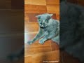 いつもより多く回っておりますニャ shorts動画 cat ネコの日常 猫動画 ＃クウ＆リンちゃんねる