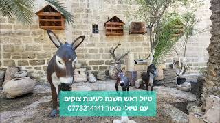 טיולי מאור - טיול ראש השנה לעיינות צוקים ים המלח