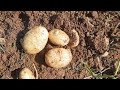 ಈ ವರ್ಷ ನಮ್ಮ ಕಡೆ ನಾನೂ ನೋಡಿದ ಮೊದಲ 🥔 ಆಲೂಗಡ್ಡೆ harvesting first potato harvesting my side which i saw