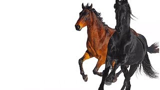 Lil Nas X - Old Town Road ft Billy Ray Cyrus Remix [LYRIC VIDEO]