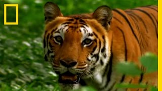 Tigers Prey on People | National Geographic