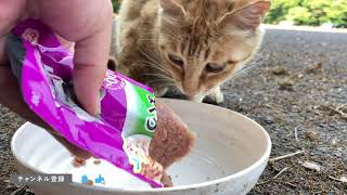 野良猫動画　むしむしする梅雨の晴れ間にさくら猫達が餌をモグモグと食べる　Neutered cats eat cat food on a fine day in the rainy season