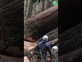 extreme dangerous fastest chainsaw cutting tree