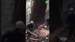 Extreme Dangerous Fastest Chainsaw Cutting Tree