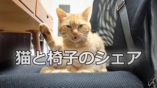 在宅勤務中は猫と椅子を取り合うのです【175小麦日記】