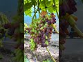 moon drop grapes #ariha FruiT FarM#