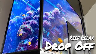 XXL DROP OFF - REEF RELAX - reef tank aquascape - Chillout music + AQUARIUM *enjoy*