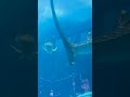 ジンベイザメ縦泳ぎ♪【 沖縄美ら海水族館 】沖縄女ぼっち旅！whale shark