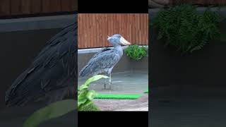 水飲んで丘に上がるよ🌺ハシビロコウふたば🌱drinking water and going to the hill★shoebill Futaba★ #shorts