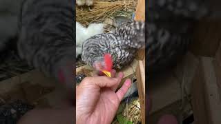 引越5日目の朝①🏠チャボと烏骨鶏のヒナもかなり馴染んできた🐥🐥さぁお待ちかねの野菜だよ#shorts #self-sufficient #養鶏 #鶏飼育  【ゆっくり開拓・自給自足・鶏飼育】