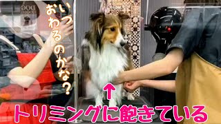 【シェルティ】トリミングに飽きちゃった犬がこちらです Sheltie is bored with grooming