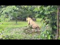 আমি কখনও বাঘের স্নান দেখিনি আপনি দেখেছেন tiger bath