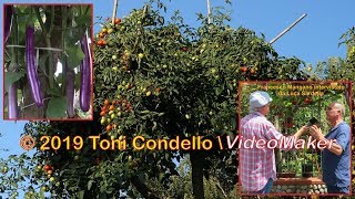 L’orto sull’albero 2019: innesti, fiori, frutti, raccolto. Taurianova RC - by ToniCondello2