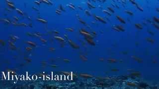 宮古島の魚達 湘南 江ノ島 グランパス ダイビング