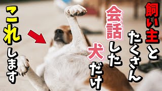 【ゆっくり解説】飼い主とたくさん会話してきた犬だけが見せる驚きの仕草10選