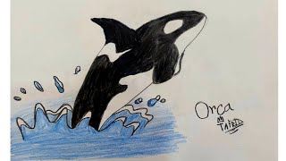 How To Draw An Orca Easily By Tafrid