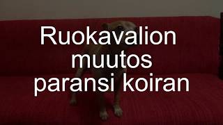 Ruokavalion muutos paransi koiran