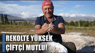 Çiftçi Rekolteyi Göbek Atarak Kutladı! İşte Kilo Satış Fiyatı / AGRO TV HABER