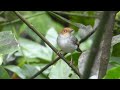 ashy tailorbird