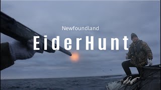 Newfoundland Eider Hunt (with Margaree Outfitters)