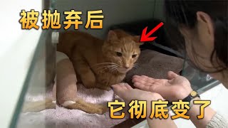 橘猫被主人抛弃后，不吃不喝放弃生命，结局暖心