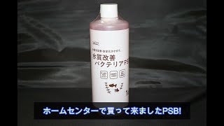 家のアカハライモリ達の様子 24 白濁りするイモリ水槽にPSBを投入