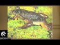 crazy extinct frog reborn by scientists