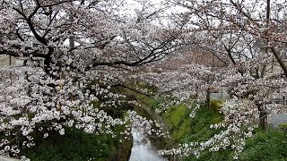 【京都の桜】疏水分線の桜並木（2022年3月29日　京都市左京区）