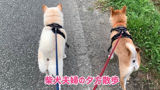 柴犬夫婦の散歩★茶太郎つながれる練習頑張ってます！