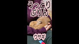 【うさぎ】うっとりぷりん　＃shorts