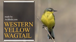 Western Yellow Wagtail [Motacilla Flava]