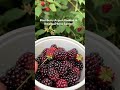 Thornless Blackberry Harvest